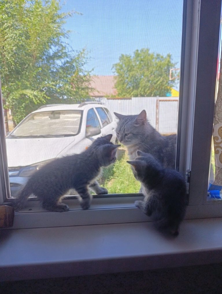 Продам котёнок пародистый
