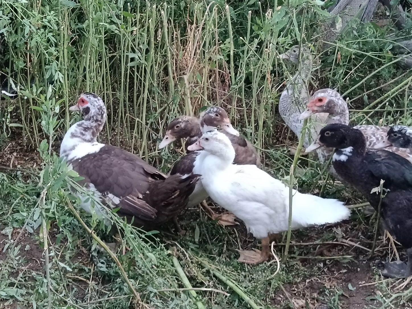 Продам индоутят (8шт)