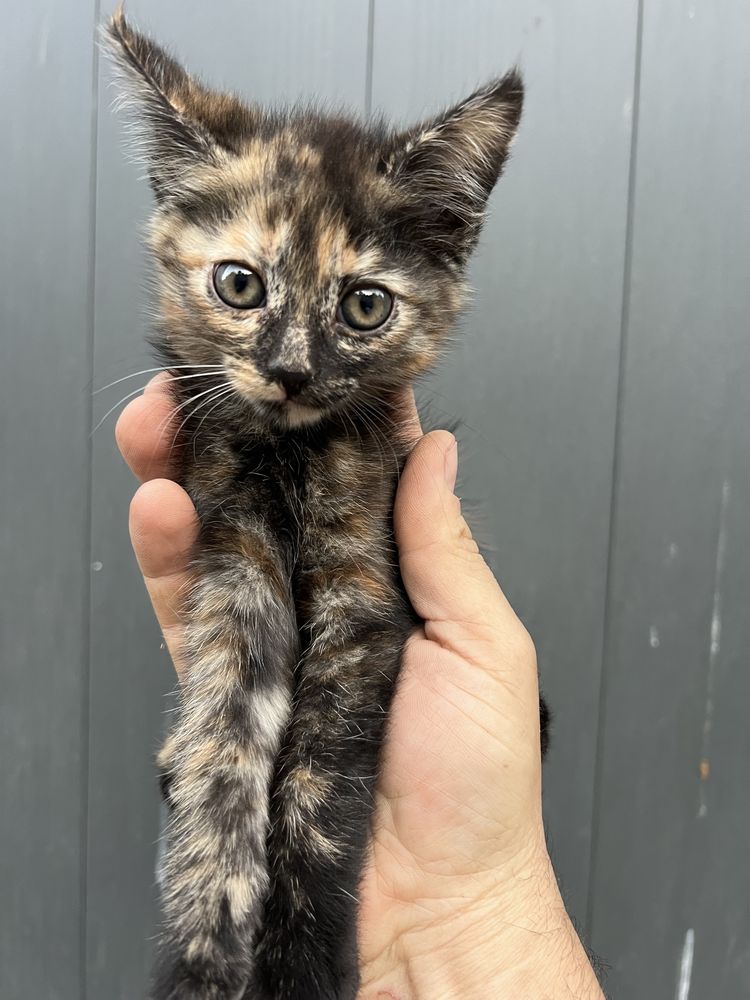 Котята крысоловы