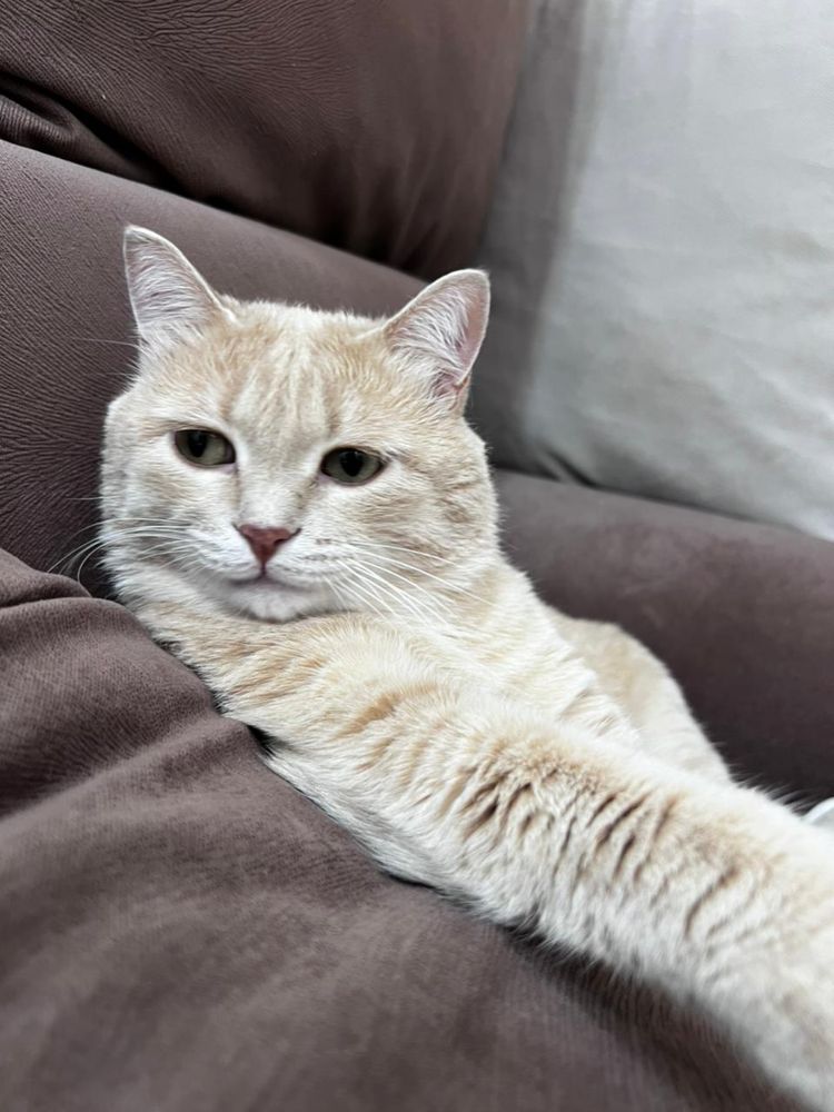 Отдам в хорошие руки кота