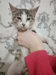 Кот кошка котята мысық марғау