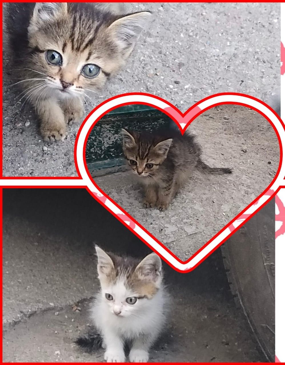 Отдам котят даром!