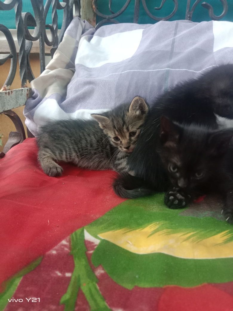 Отдам котят в добрые руки 2 мальчика 1 девочка