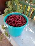Продам вишню домашнюю