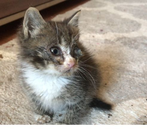 Котенок ищет семью и дом