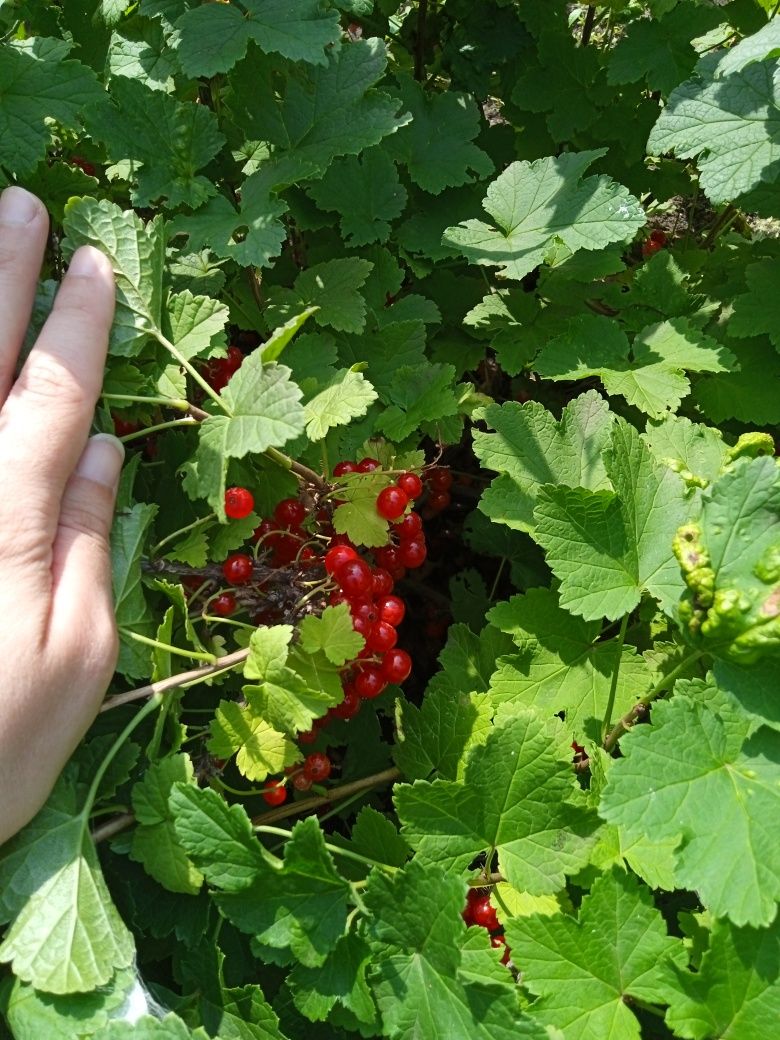 Продам дачу на КСК