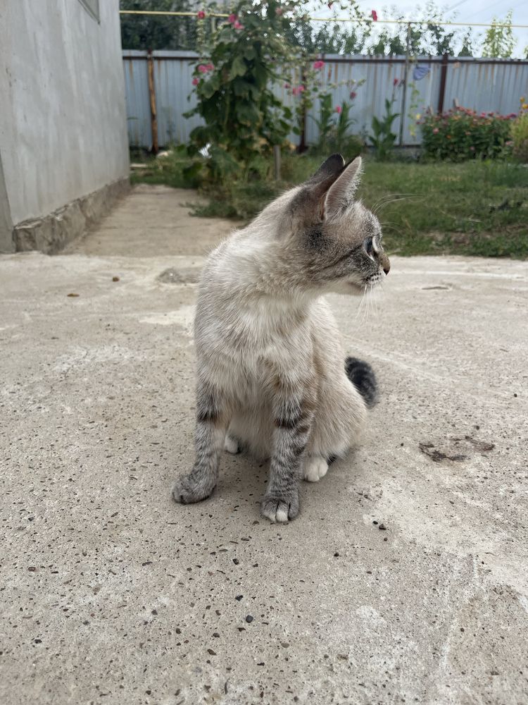 Котятам нужно домик