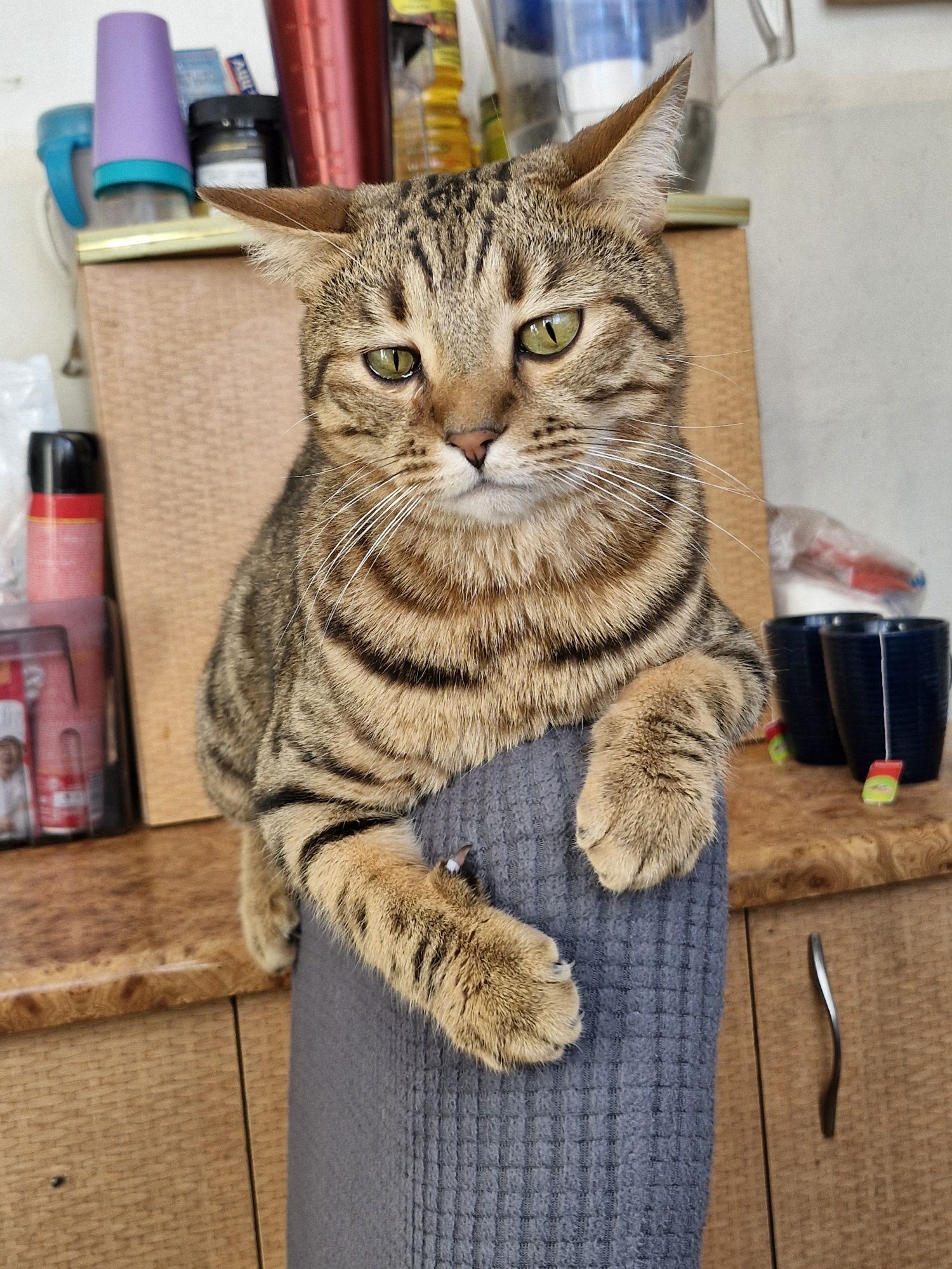 Продам кота бенгала