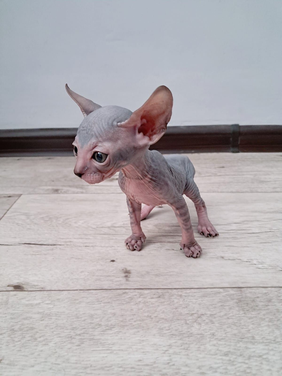 Продам котят сфинкса