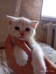 Шотланские вислоухий котенок