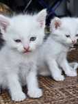 Отдам котят даром