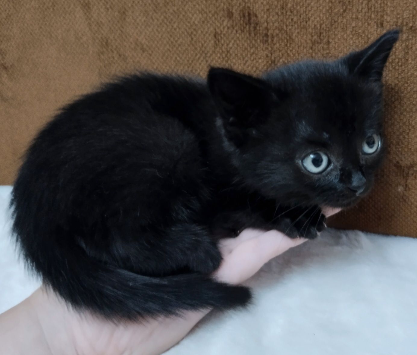 Отдам котенка 1 месяц