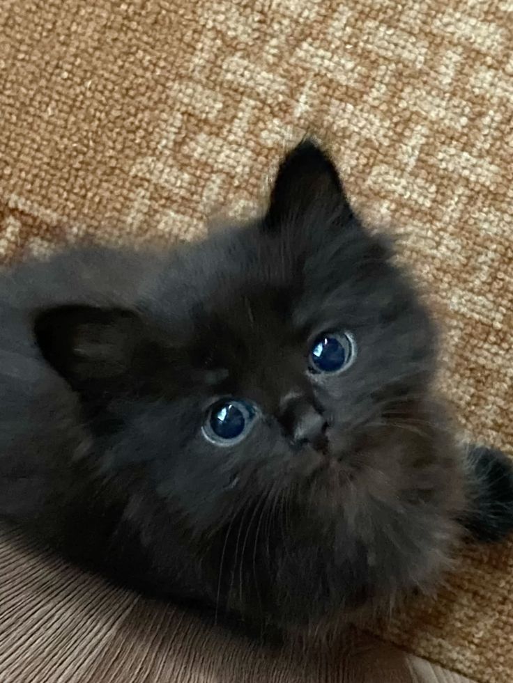 Отдам котёнка  в добрые руки!