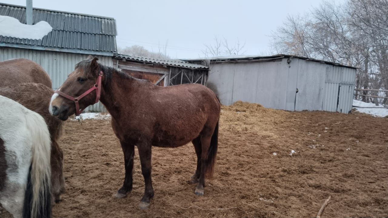 Продам лошадей 2 кобылы жеребые