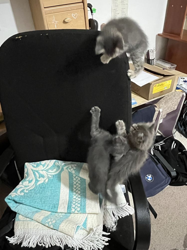 Котята в серых оттенках. Котик. Котики. Мысық. Марғау.