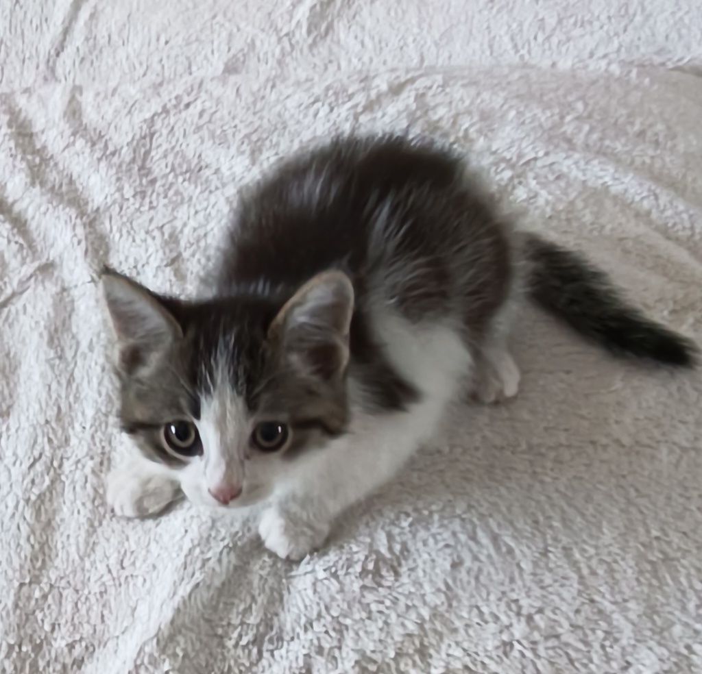 Котенок, 2 месяца, девочка