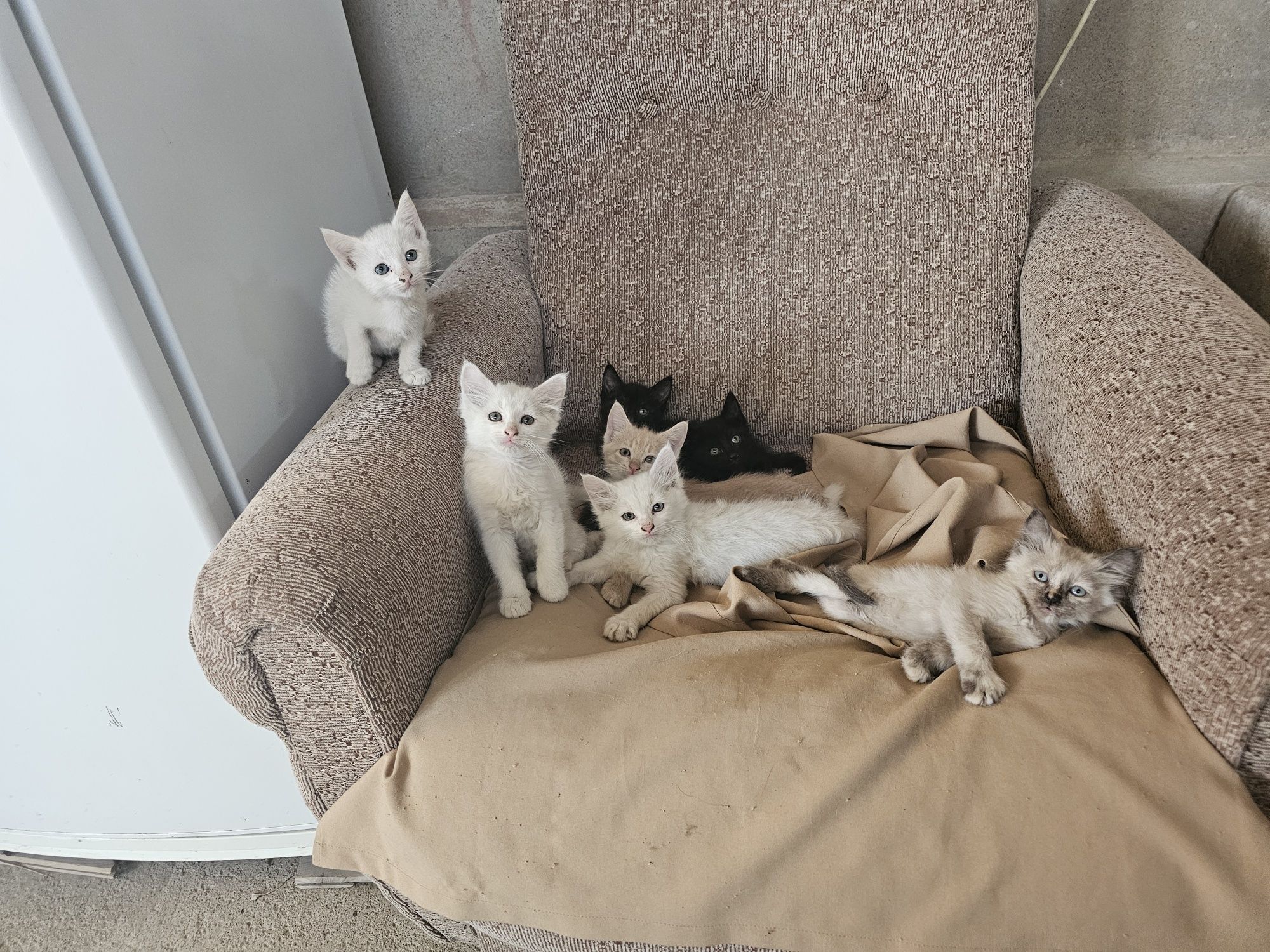 Отдам котят в хорошие руки