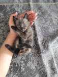 Отдам котят в хорошие руки