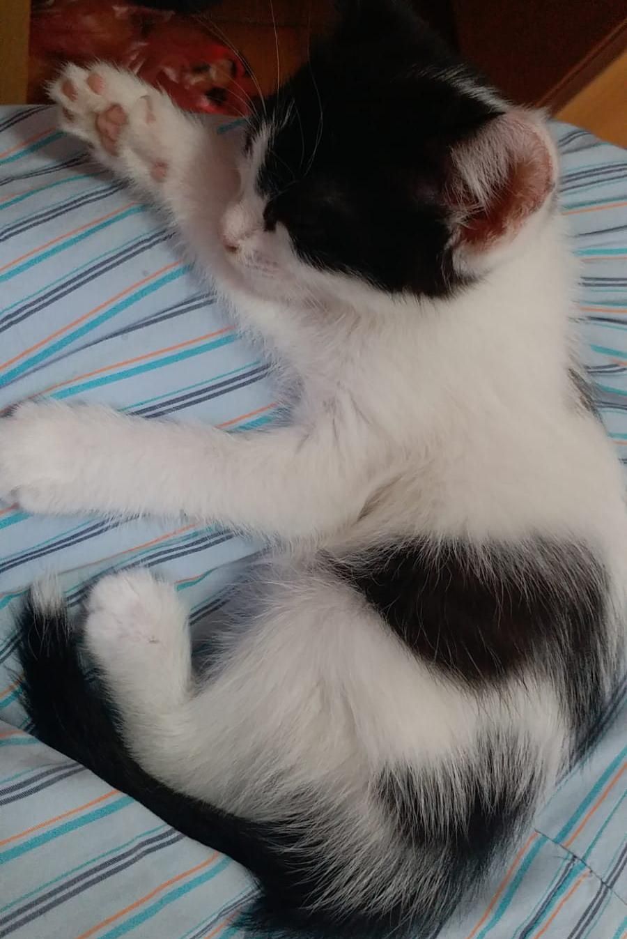 Котёнок отдам в добрые руки