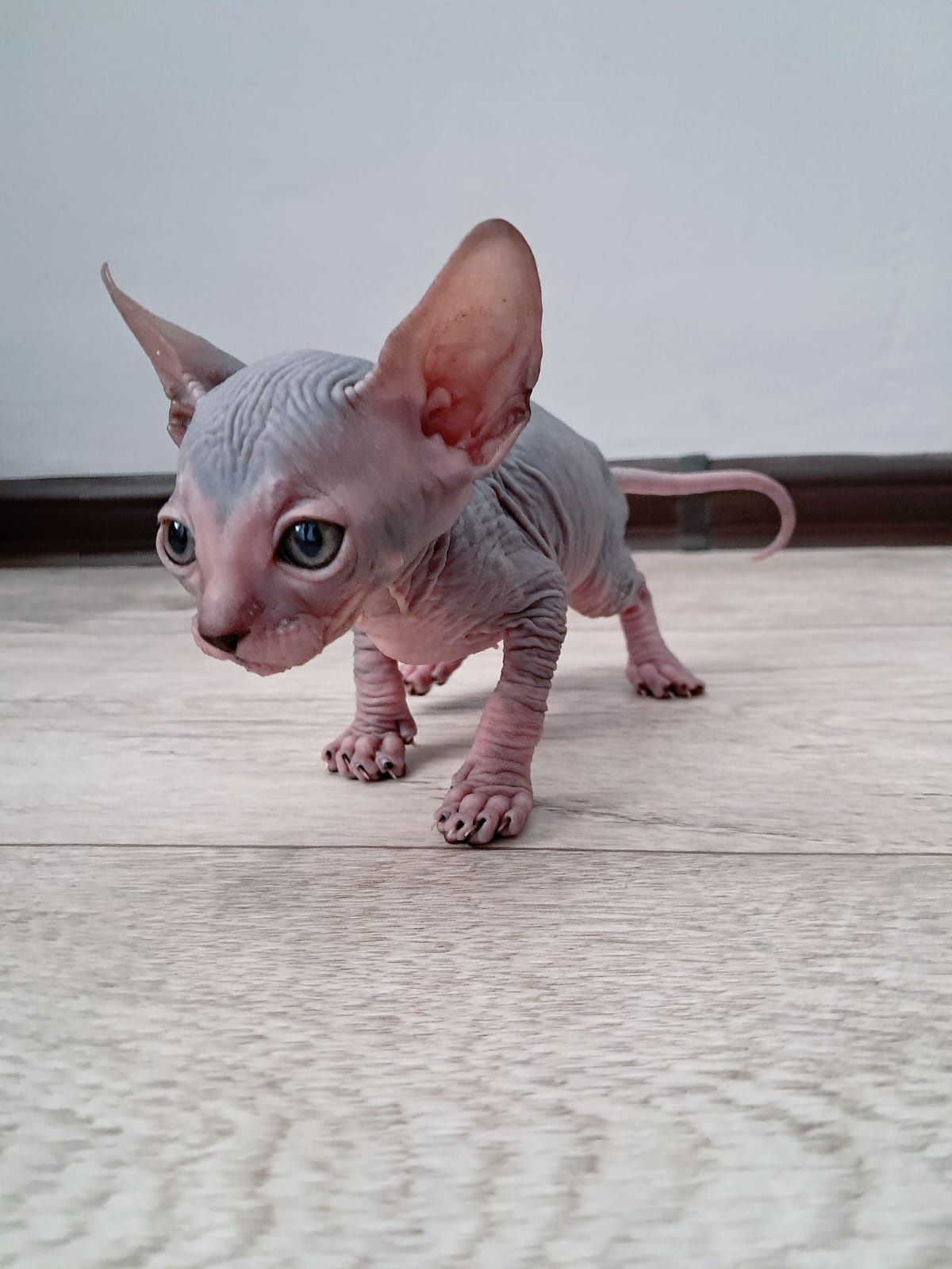 Продам котят сфинкса