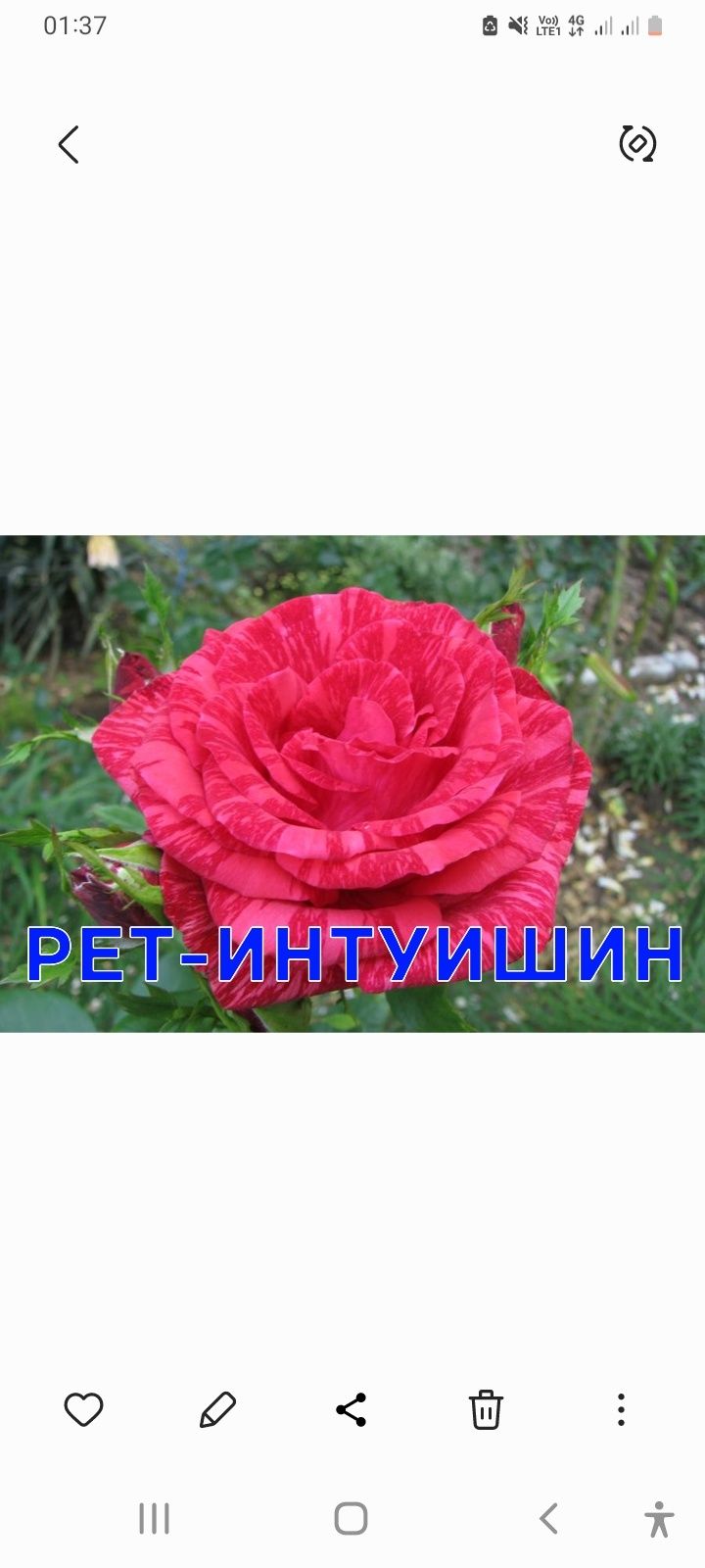 Саженцы Розы Голландские