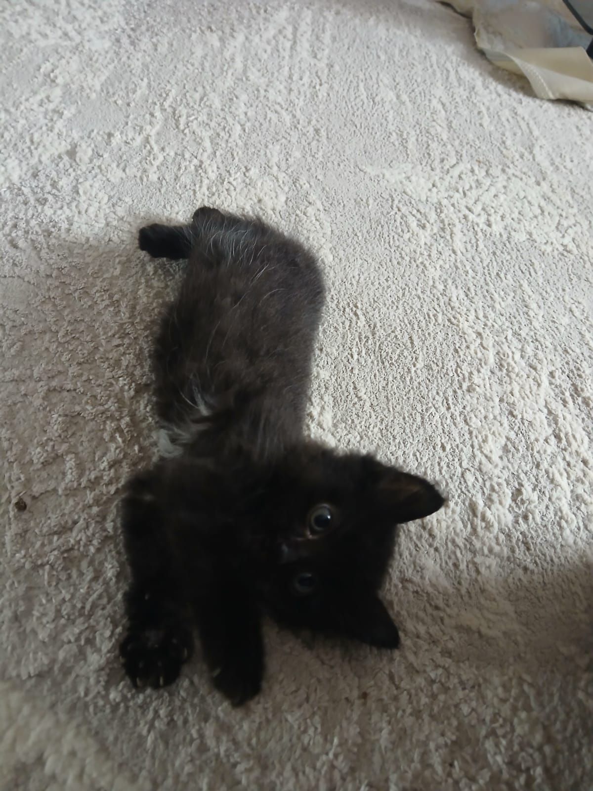 Отдам в добрые руки котят