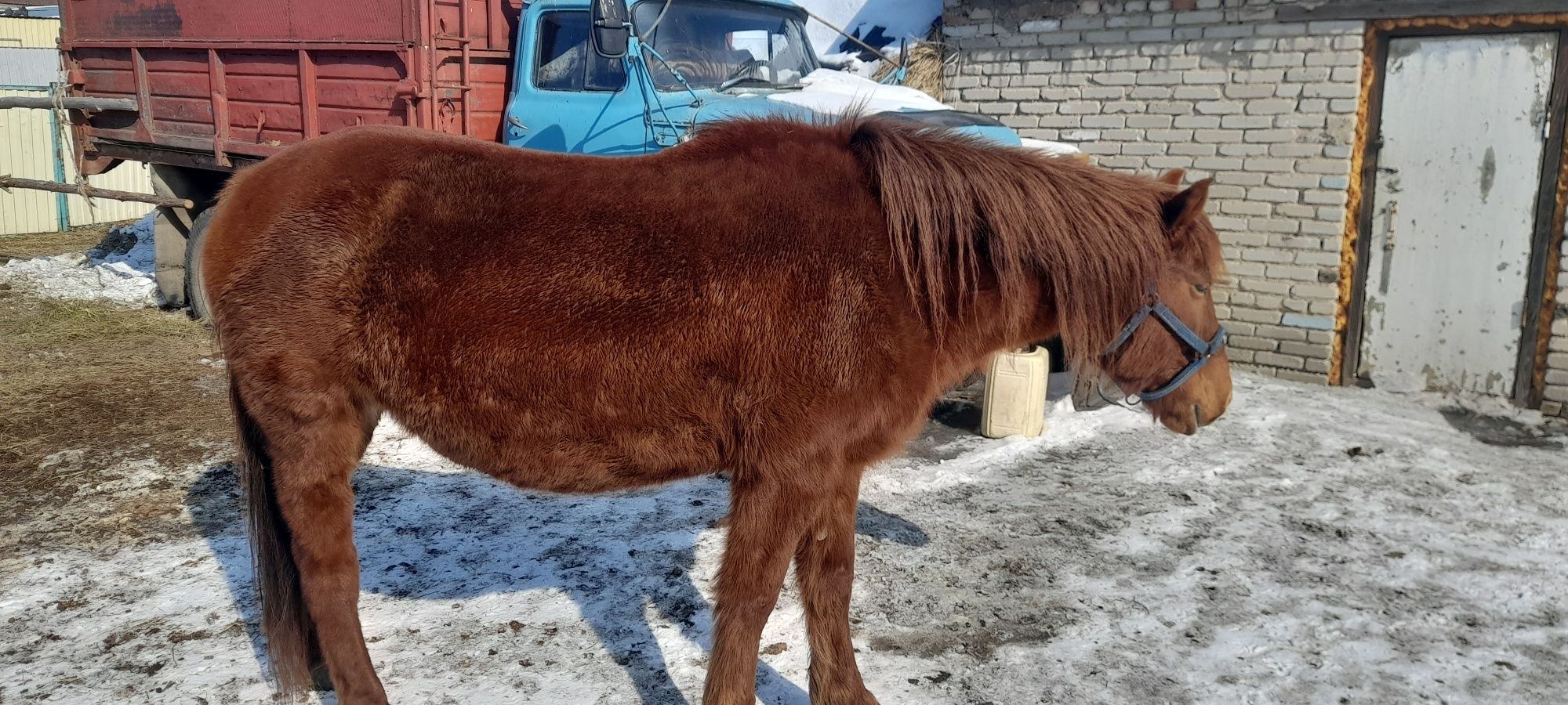 продам кобыл 3 головы
