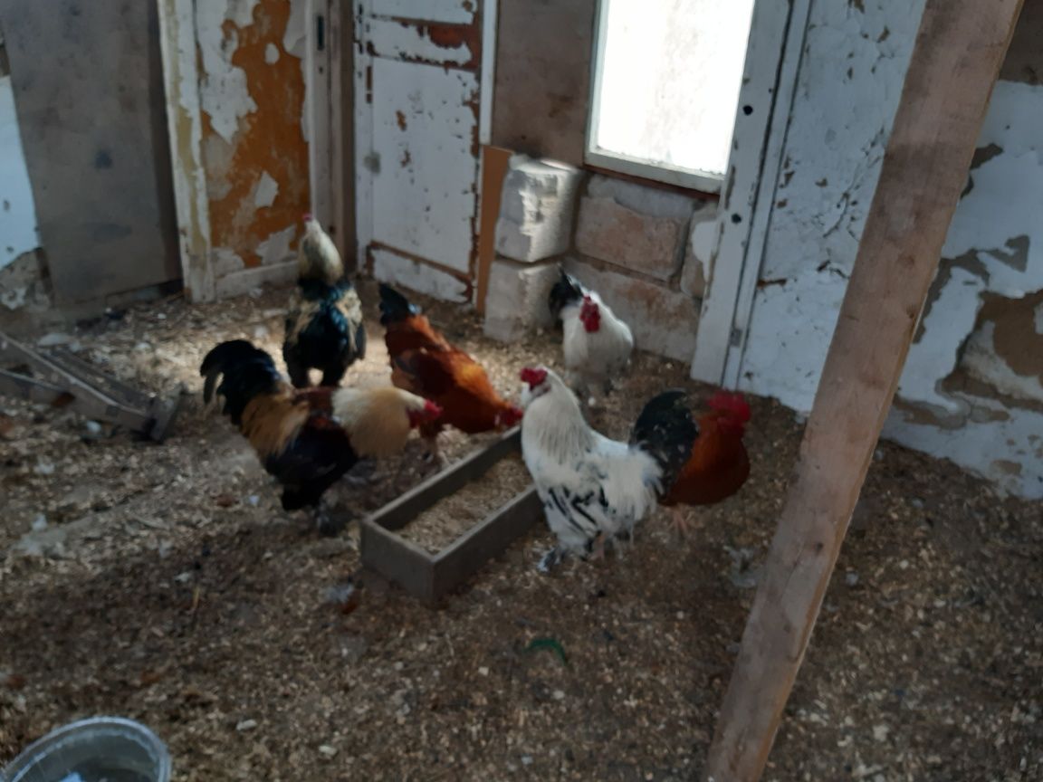 Продам петухов породы брама.