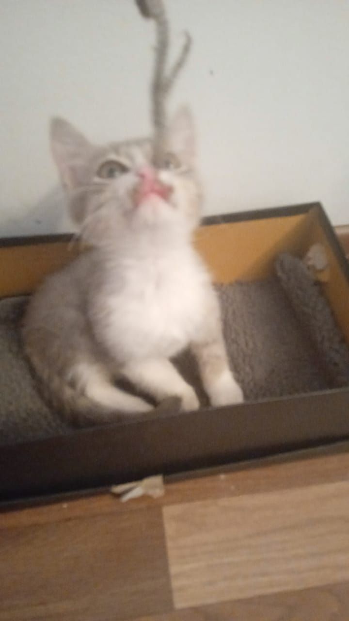 Отдам котенка девочку в добрые руки
