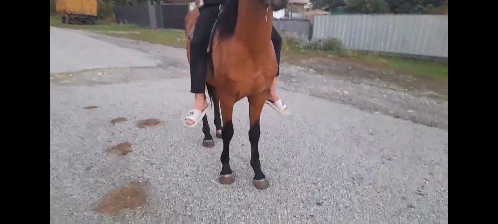 Айгыр сатам, 4 жасар. Продам жеребца  4 года.