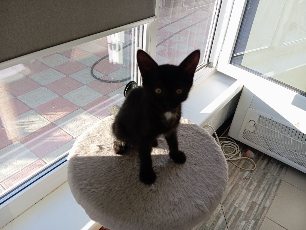 Отдам котенка в добрые руки...