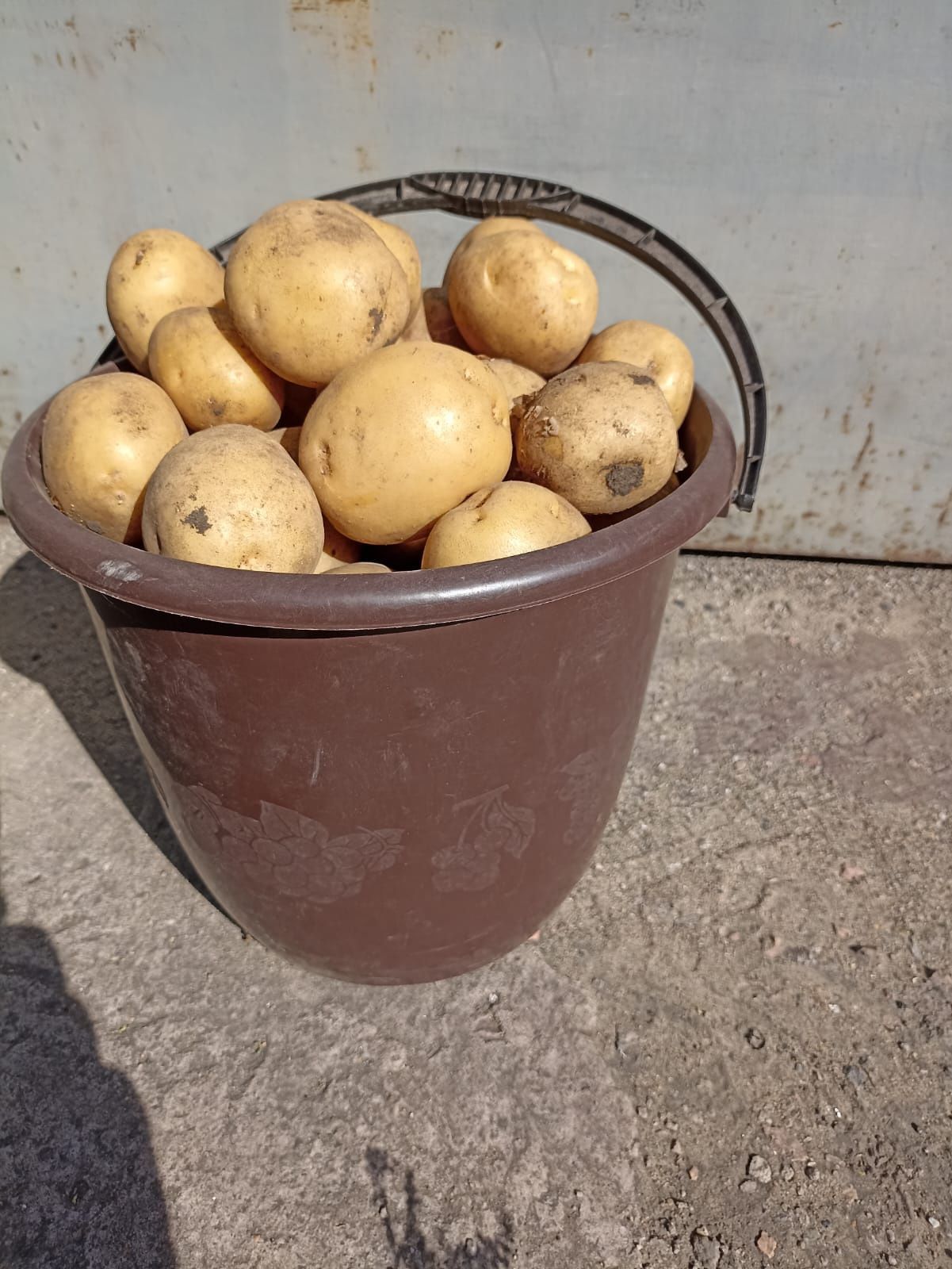 Продам картофель