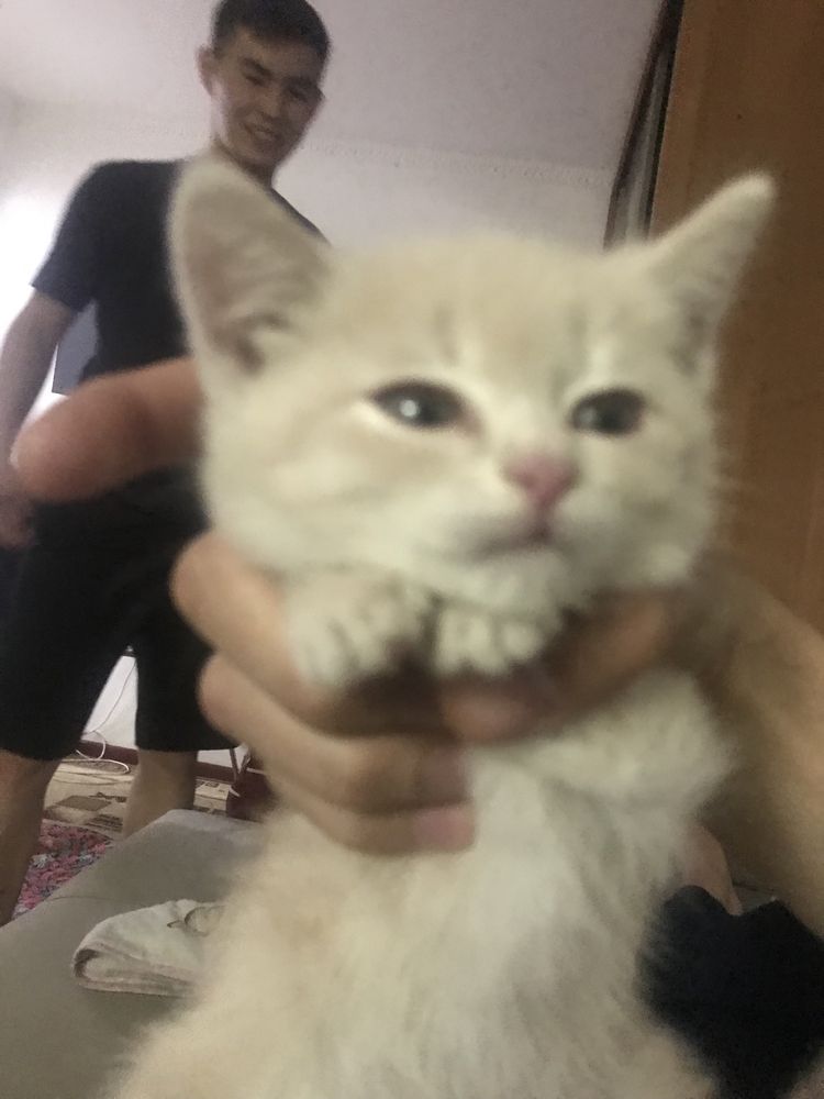 котенок,кошка,мысык,мысық