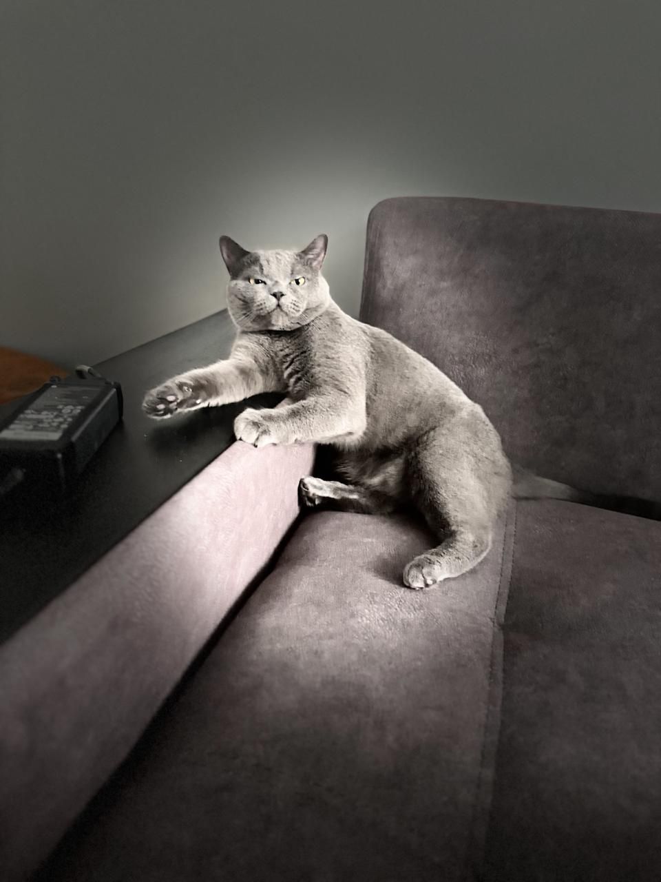 Отдам кота британца