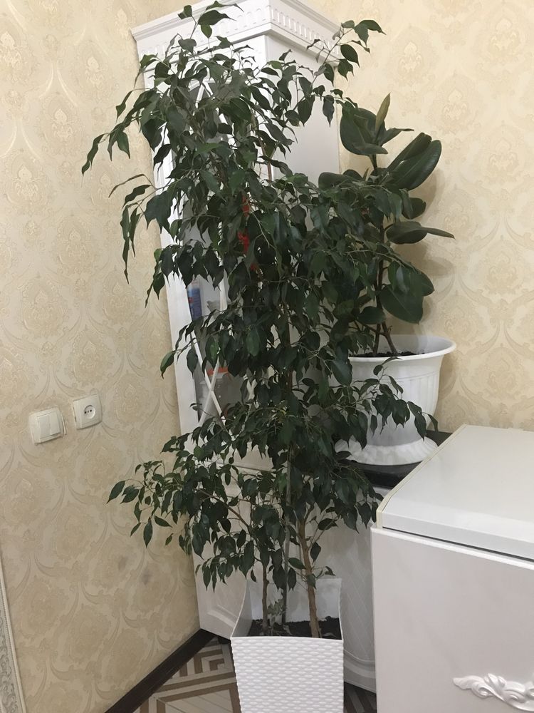 Лимон гүлі.Багасы кол жетымды.Үйде өсірілген.