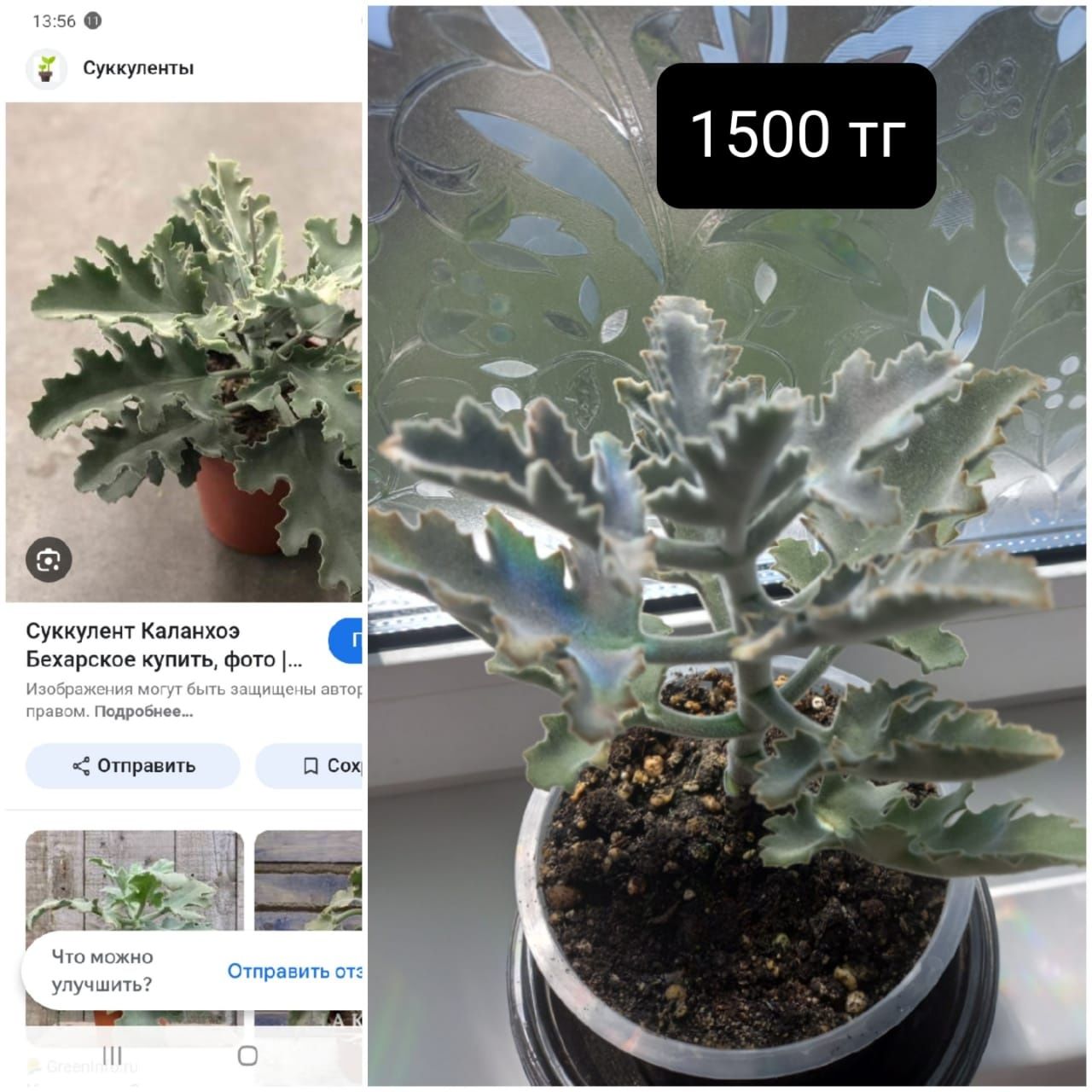Продам комнатные цветы