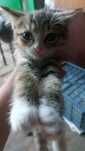 Отдам котят девочки