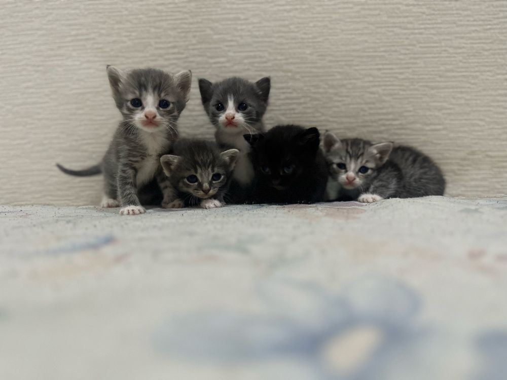 Продам котят Скоттиш Страйт
