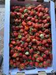 Продам клубнику садовую вкусную 1000