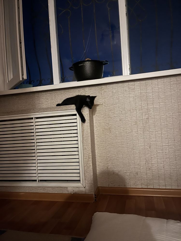 Котенка в хорошие руки