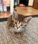 Котяточки в добрейшие руки