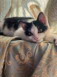 Отдам кота в добрые руки