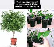 Фикус декоративный "Бенджамин"