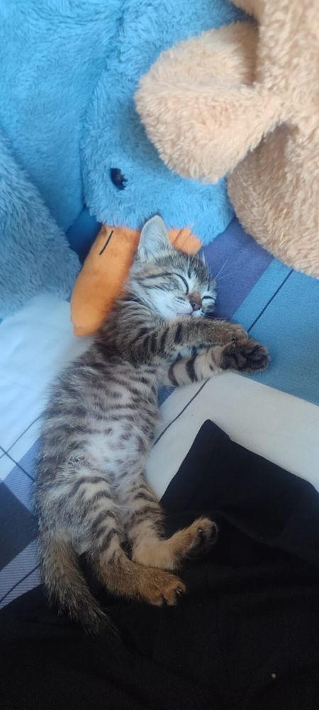 Котенок ласковый ,домашний, ухоженный