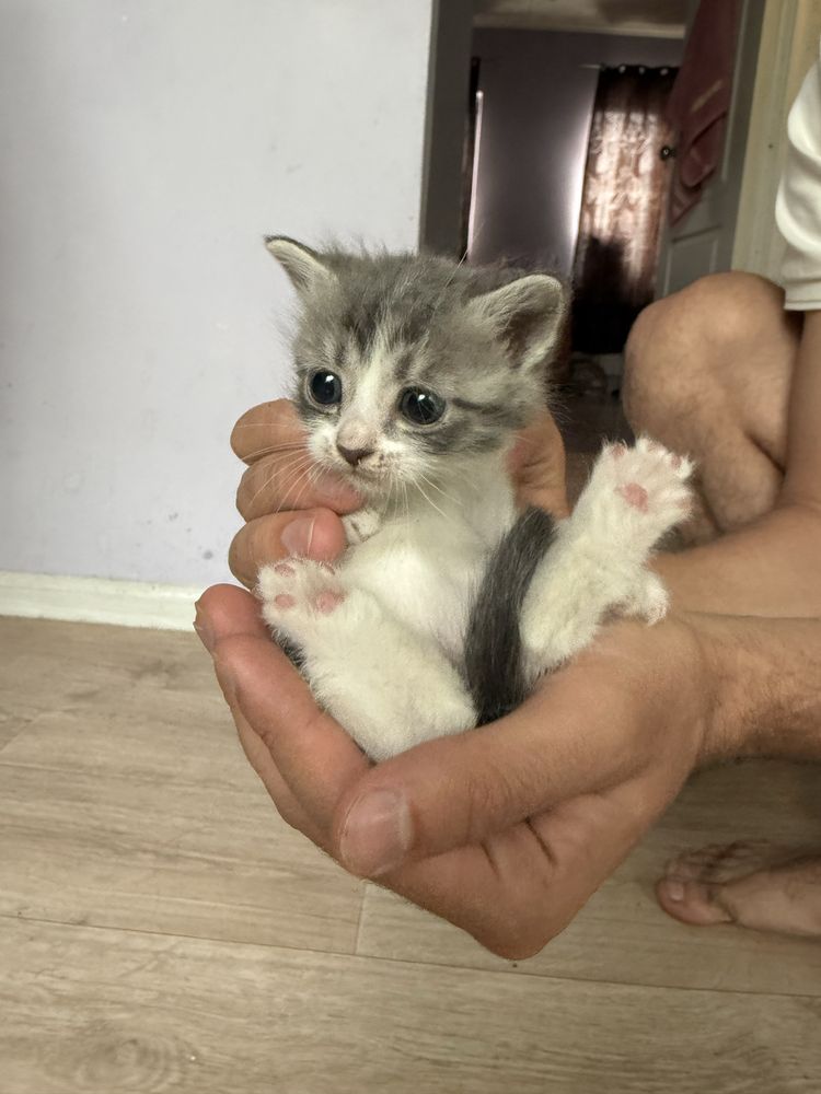 Отдам котят в хорошие руки