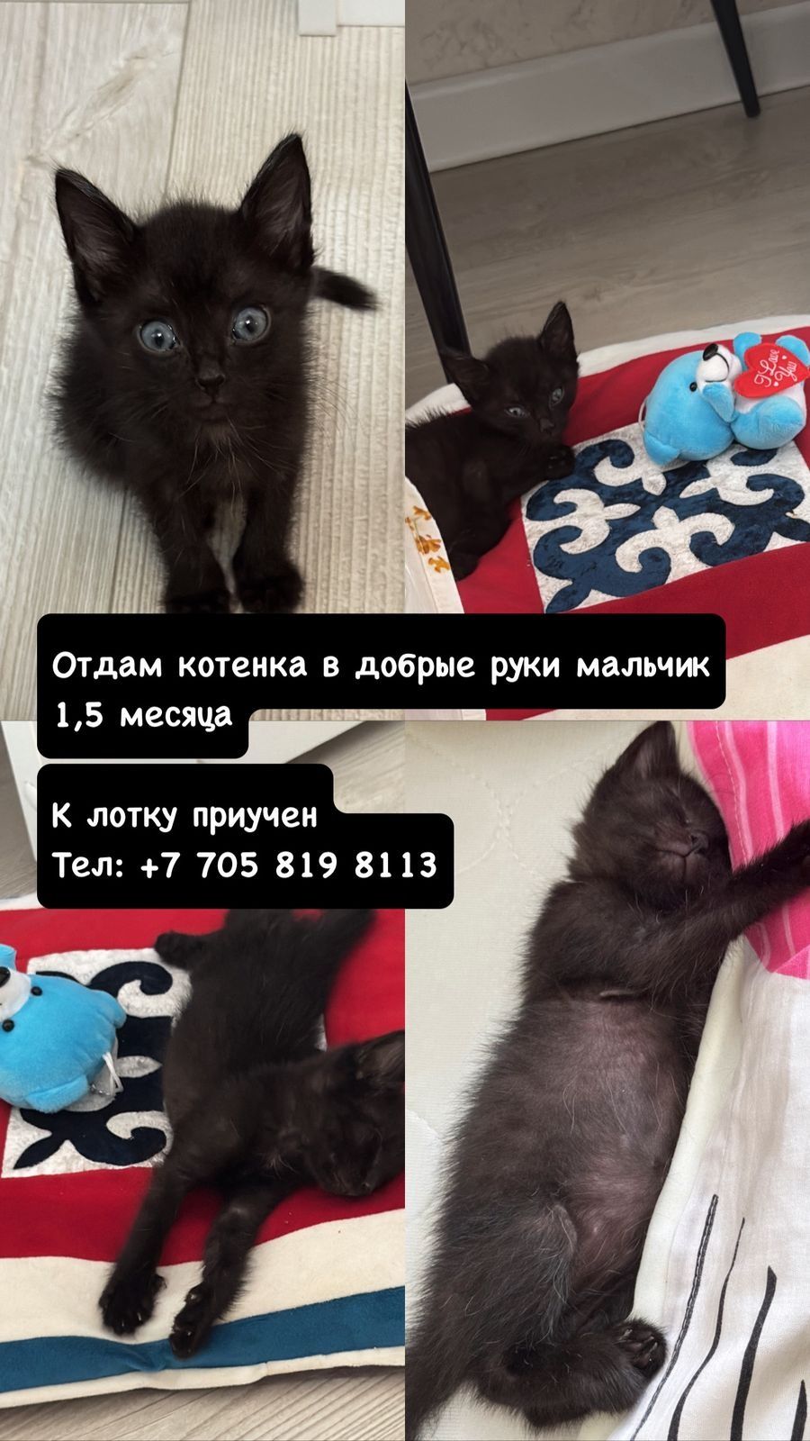 Котенок бесплатно в добрые руки