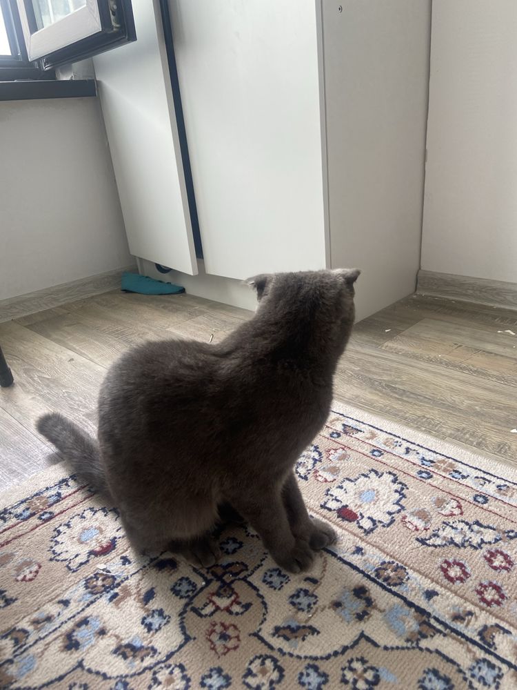Британский котенок