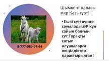 Ешкі сүті козье молоко ешки сути сут