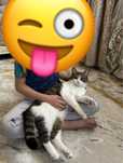 Отдам кота в добрые руки