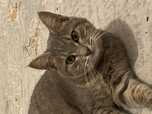 Шодландский кот